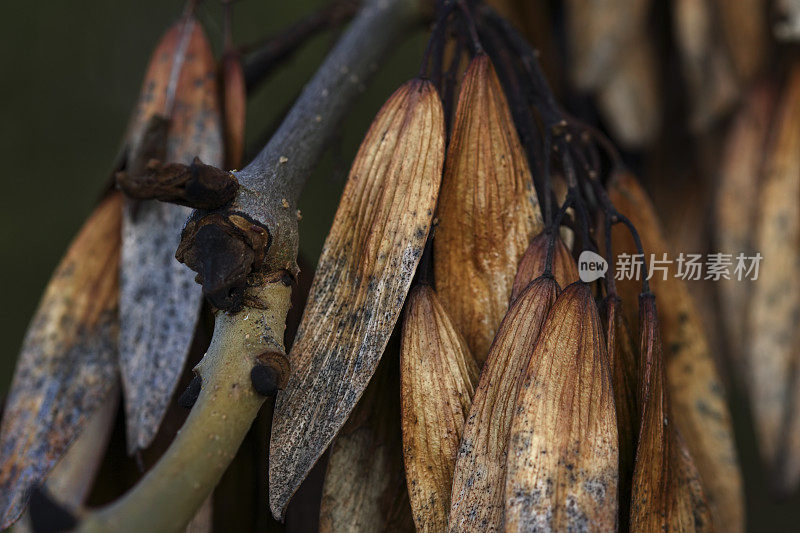 冬白蜡树上的种子和黑芽