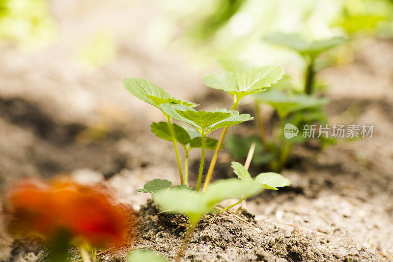 草莓苗木在家庭菜园。