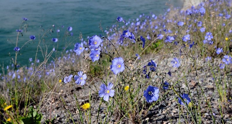 野生亚麻花