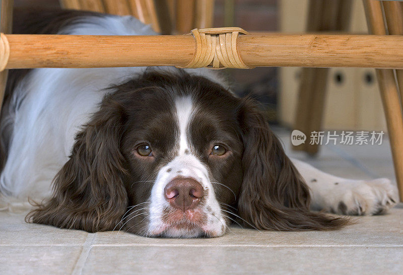 施普林格猎犬