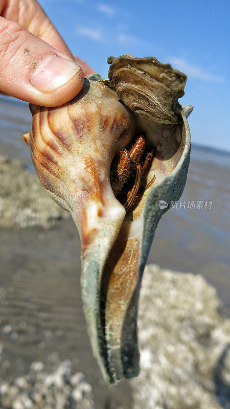 手握寄居蟹藏在海滩贝壳，南卡罗来纳