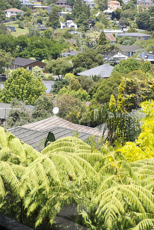 新西兰城市背景与蓬加蕨