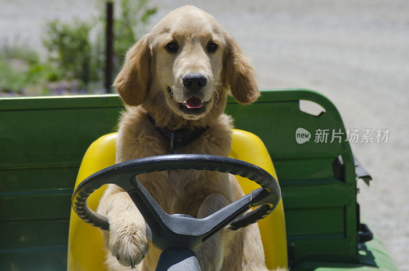 金毛猎犬小狗驾驶一辆全地形车辆