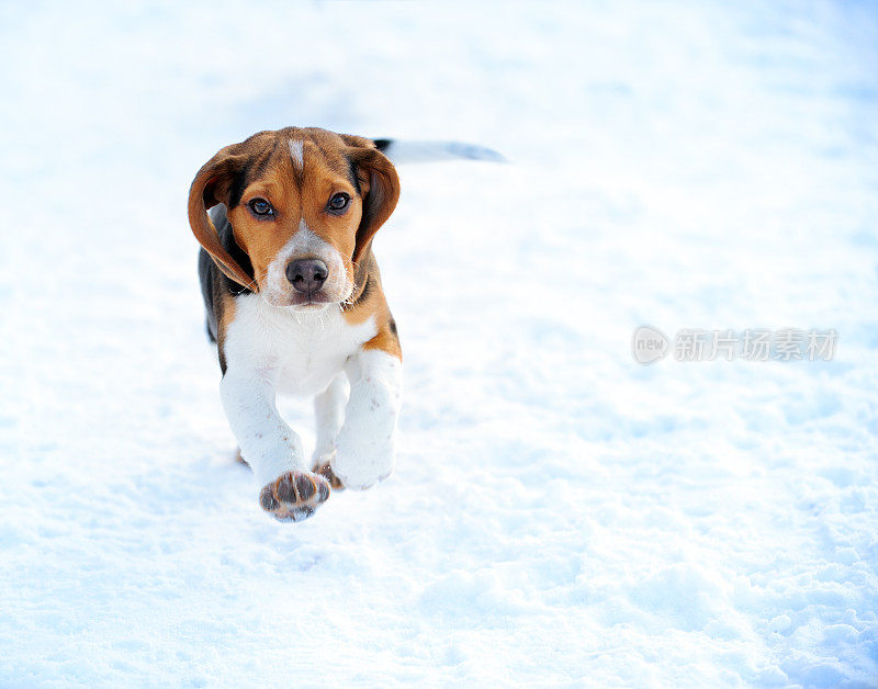 小猎犬在雪地上奔跑