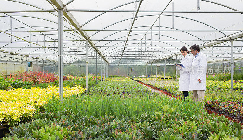 温室工人检查他们的植物