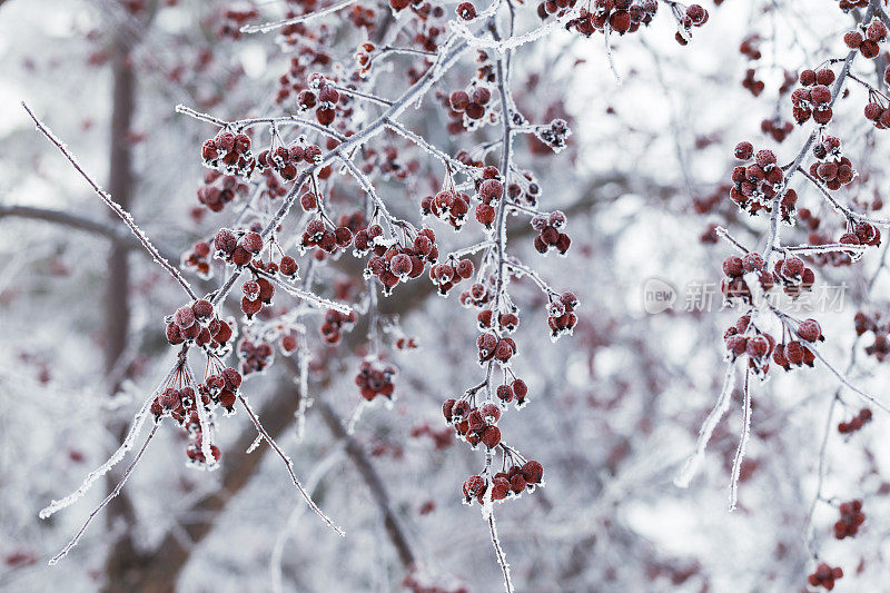 冬天的海棠树上结霜的浆果