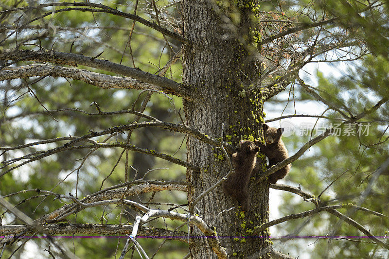黄石国家公园里的黑熊幼崽正在爬树
