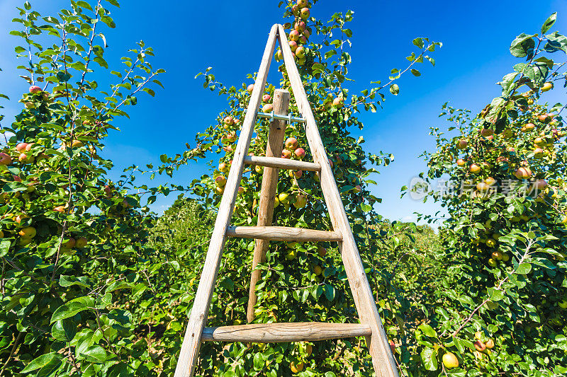 苹果用梯子