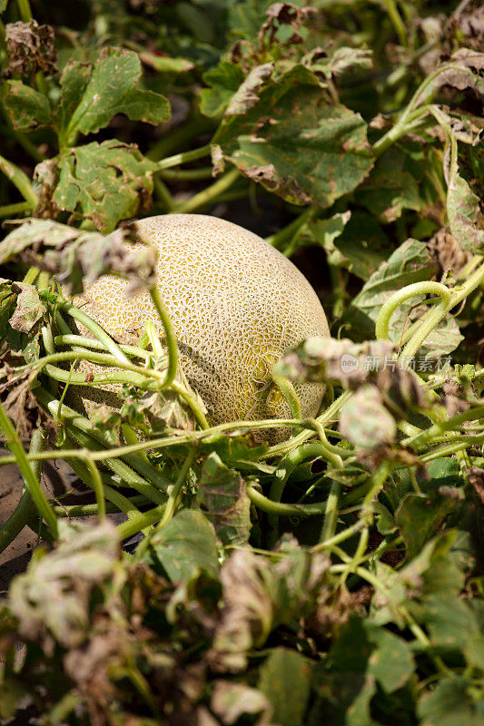 在蔬菜园里种植甜瓜