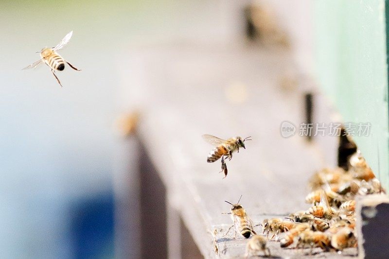 飞行中的蜜蜂