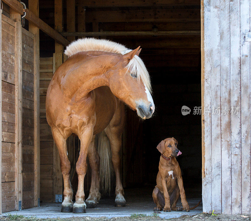 马与罗得西亚脊背幼犬孤立在黑色背景。