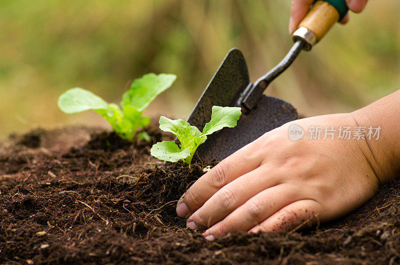 农民在土里种树苗