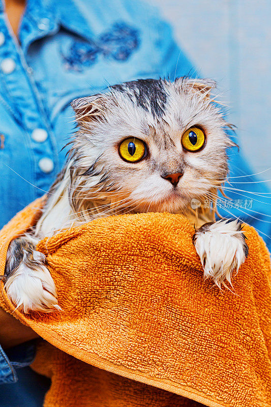 受惊的猫在浴室洗完后
