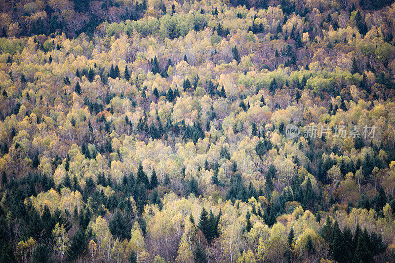 秋天的森林背景