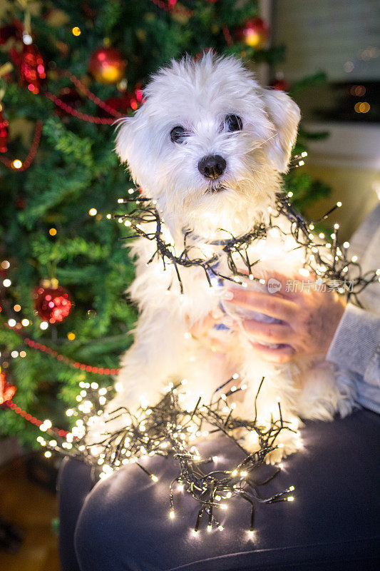 可爱的小狗被圣诞彩灯包裹着
