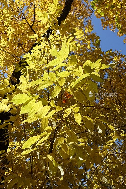 秋天红色的白蜡树亮黄色的叶子