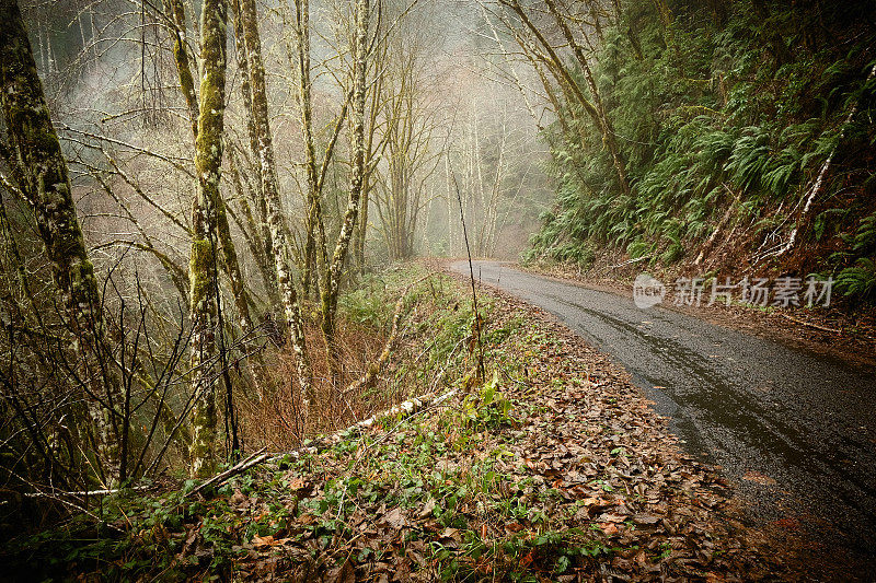 穿过森林的狭窄蜿蜒的道路
