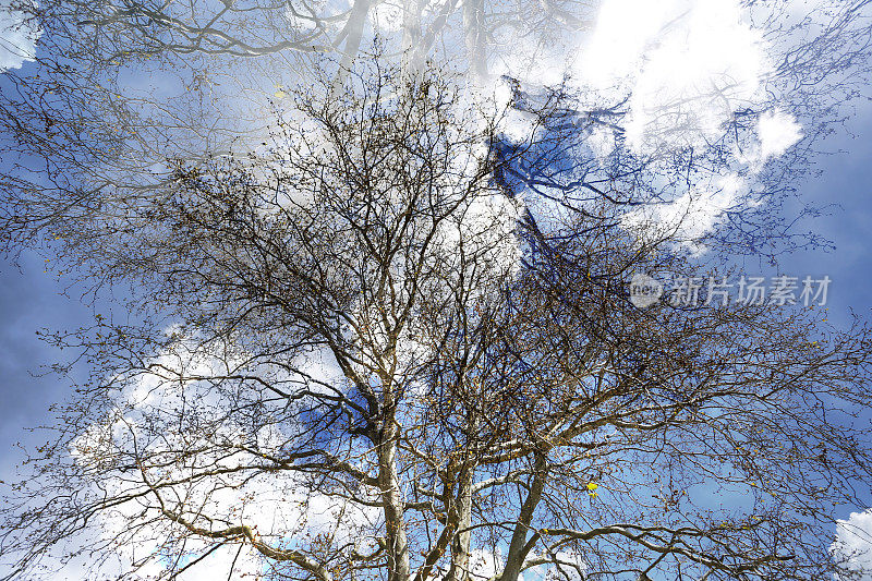 树枝剪影穿越蓝天背景