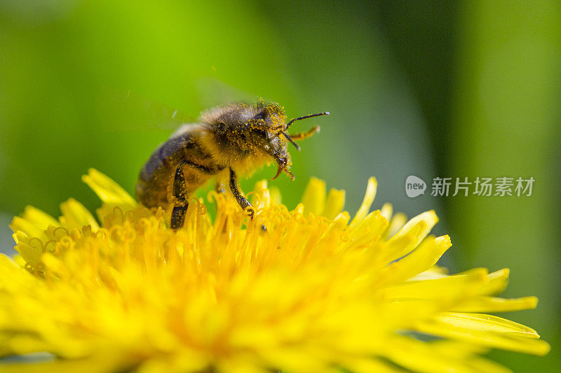 蜜蜂在蒲公英上