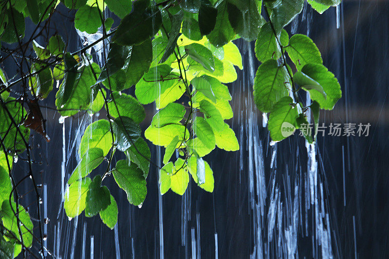 大雨淹没了树木