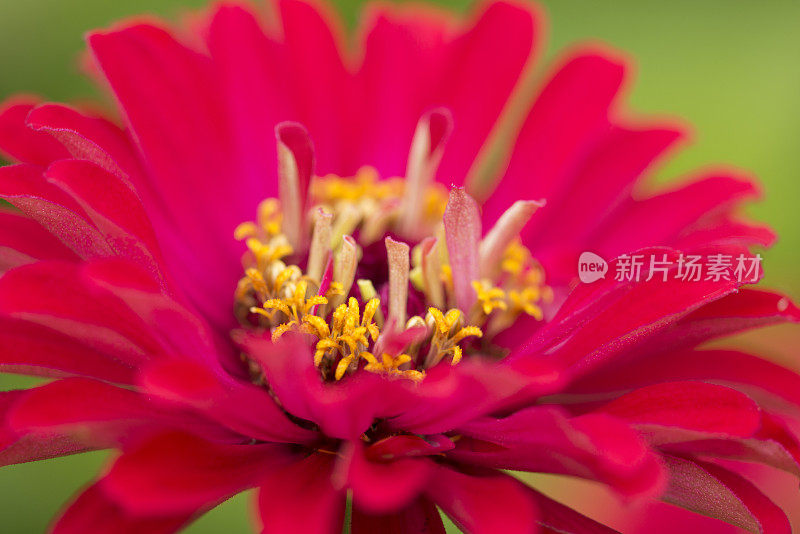 红色zinnia