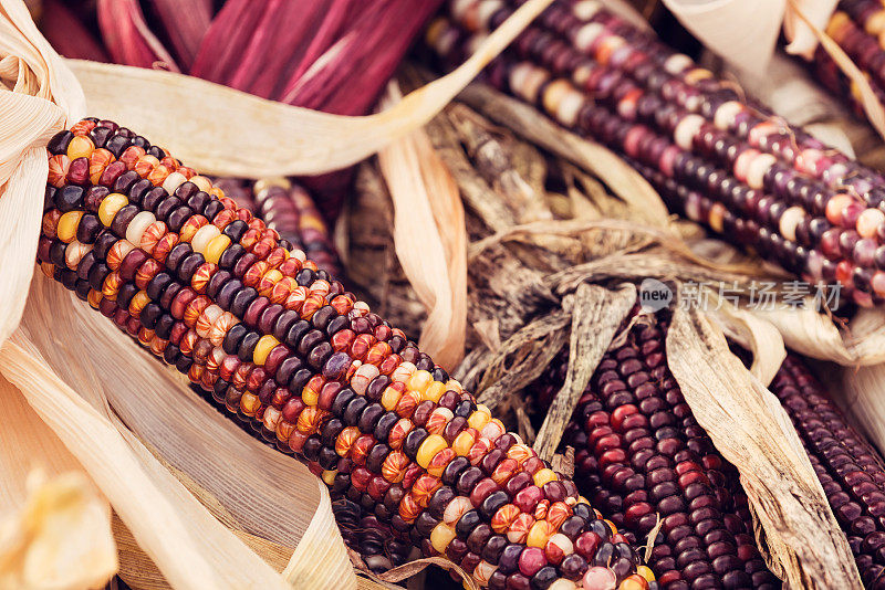 秋天农贸市场上的印第安玉米
