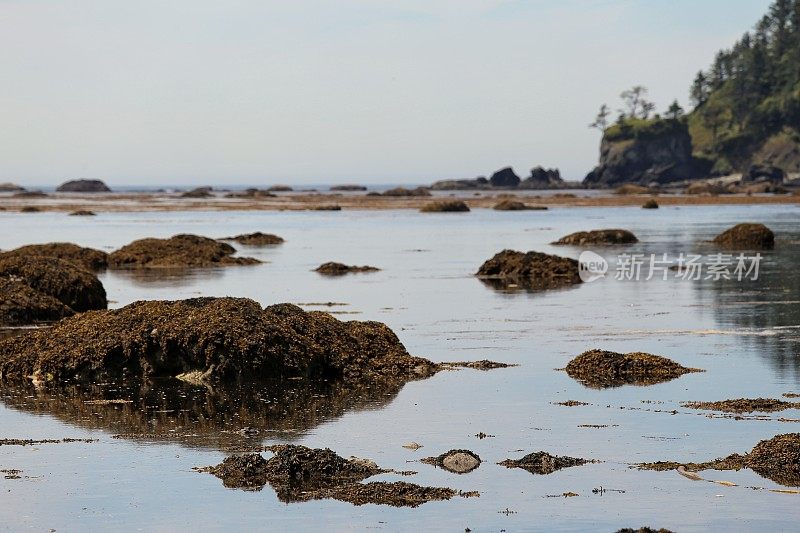 宁静的角阿拉瓦，奥林匹克海岸，华盛顿，海藻，岩石，天空反射