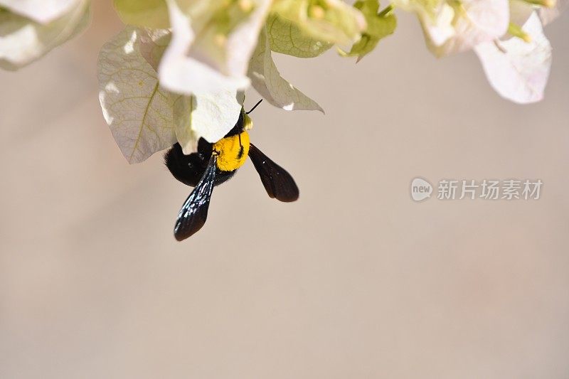 黄色的大黄蜂靠近一朵白色的花