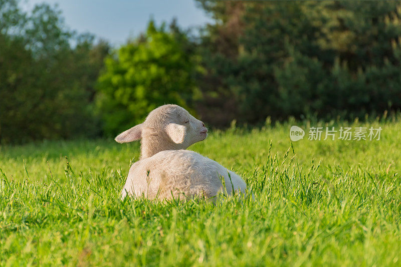 白色的小羊羔躺在草地上