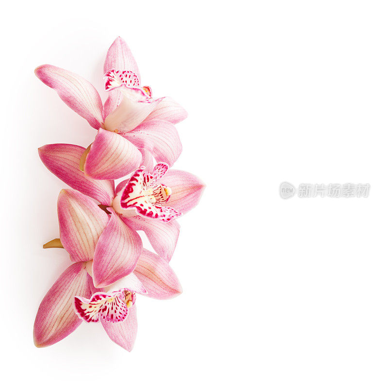 孤立在白色背景上的三朵粉红色兰花(兰花)。