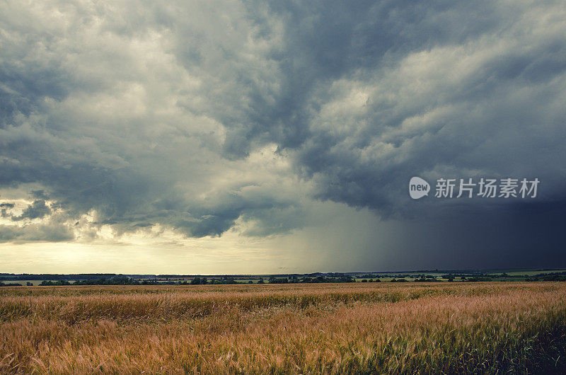 多云的夏天的风景。一片成熟的麦田。戏剧性的天空中乌云密布。大雨前几分钟。