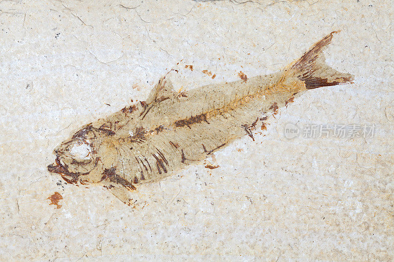 化石鱼。近距离的史前骑士阿尔塔标本从始新世时期。