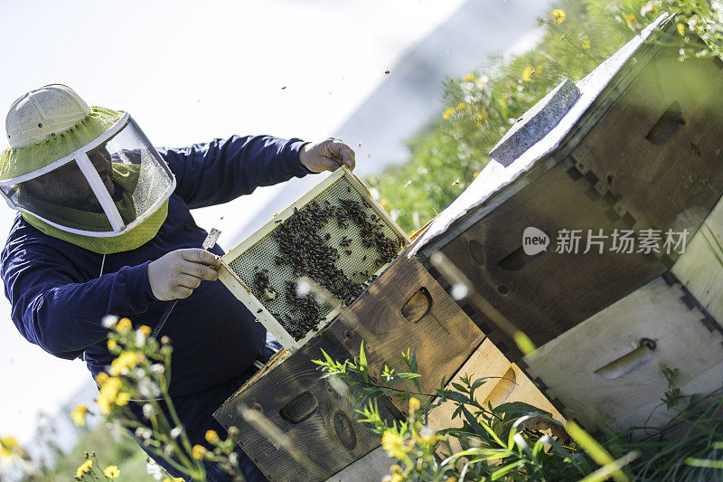 养蜂人在工作，清洁和检查蜂巢