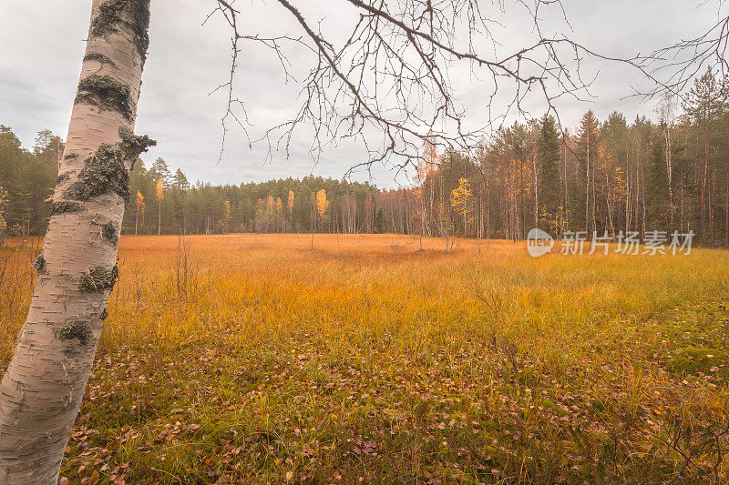 来自芬兰索特卡莫的秋季沼泽景观。