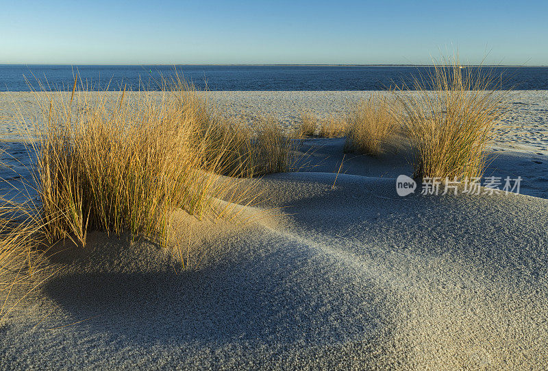 希尔特北部的埃伦伯根(Ellenbogen)，阳光下的沙丘上长着马兰草
