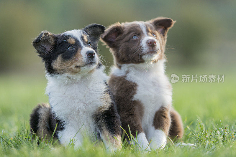 边境牧羊犬的兄弟