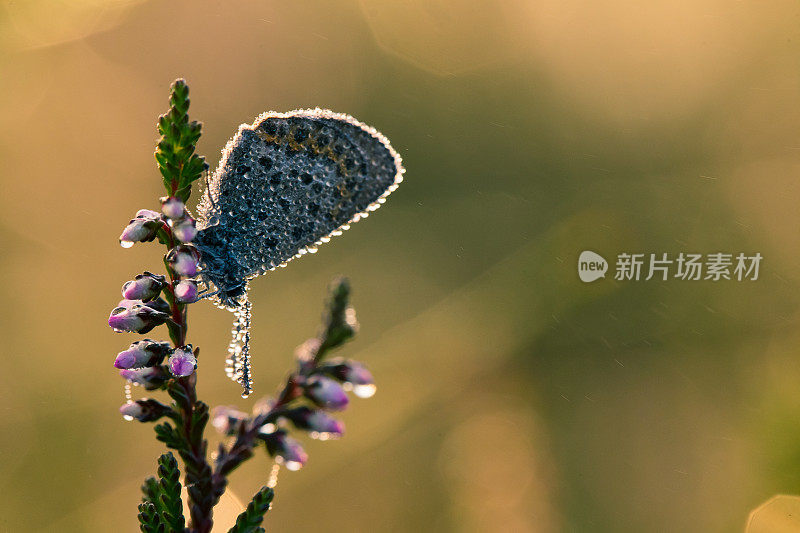 一只美丽的蓝斑蝴蝶坐在石南花的树枝上，在晨露中，翅膀上有水滴。