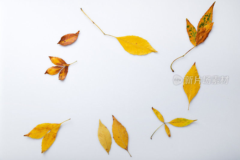 秋天的自然背景与自由的文字空间-彩色橙色的秋天枫叶孤立在白色的背景。秋天的背景与枫叶，秋叶上孤立的白色。