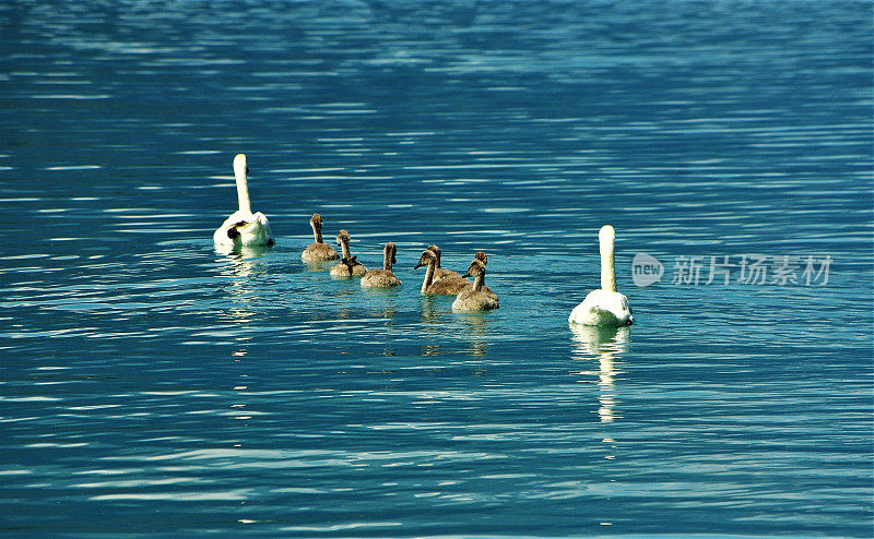 一个天鹅家庭正在穿越一个大型瑞士湖的冰川蓝绿水域，以完美的顺序线形游泳