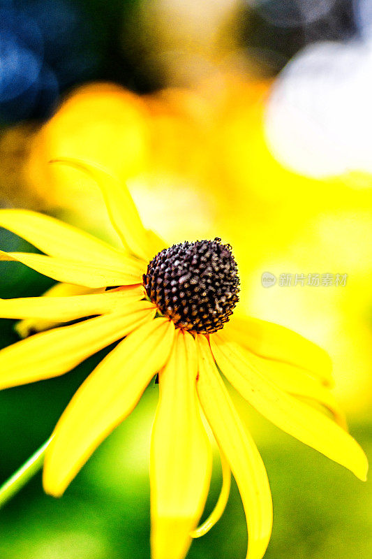 Rudbeckie花，背景为黄色和绿色