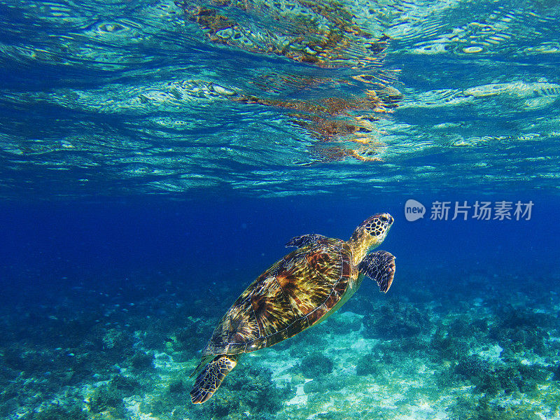 热带泻湖中的海龟。海龟潜水呼吸。海龟浮潜照片。