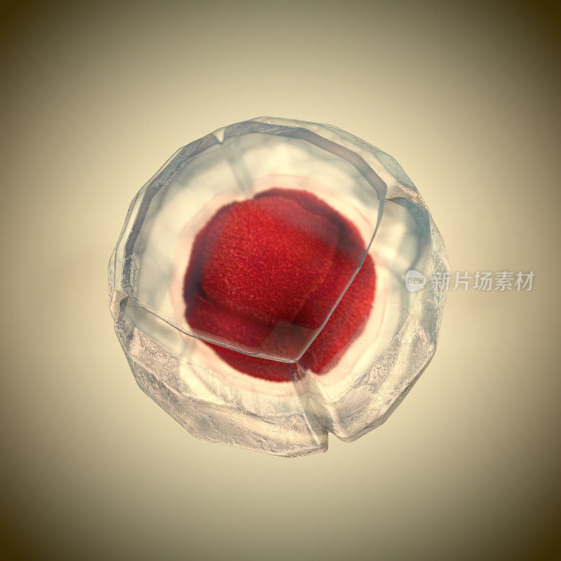 细胞分裂，细胞膜和分裂的红色核的三维插图