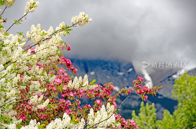 春天的花朵在坎摩尔，阿尔贝，以山为背景