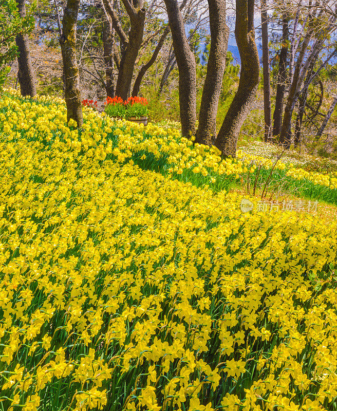 春天的水仙花地毯森林在圣贝纳迪诺山，加利福尼亚州