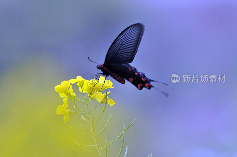 油菜花上的蝴蝶