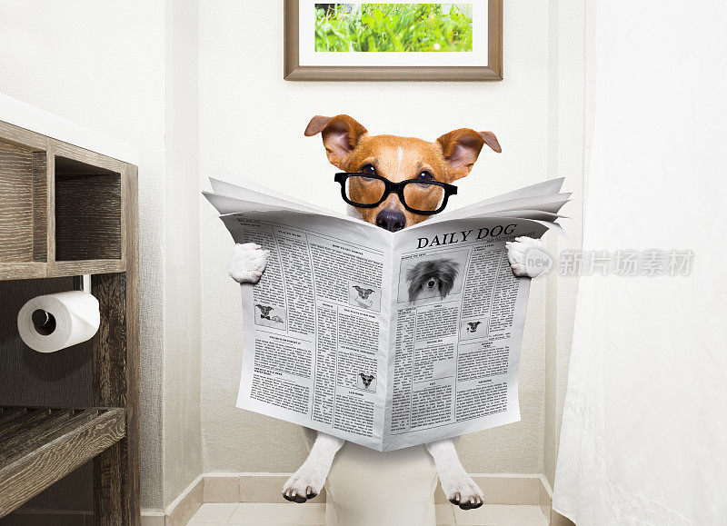 狗在马桶座上看报纸