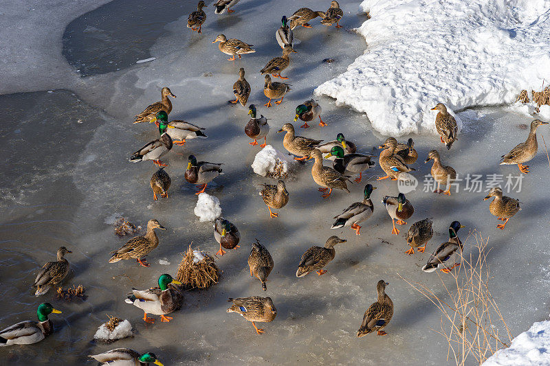 许多野鸭和公鸭在冰上觅食和行走