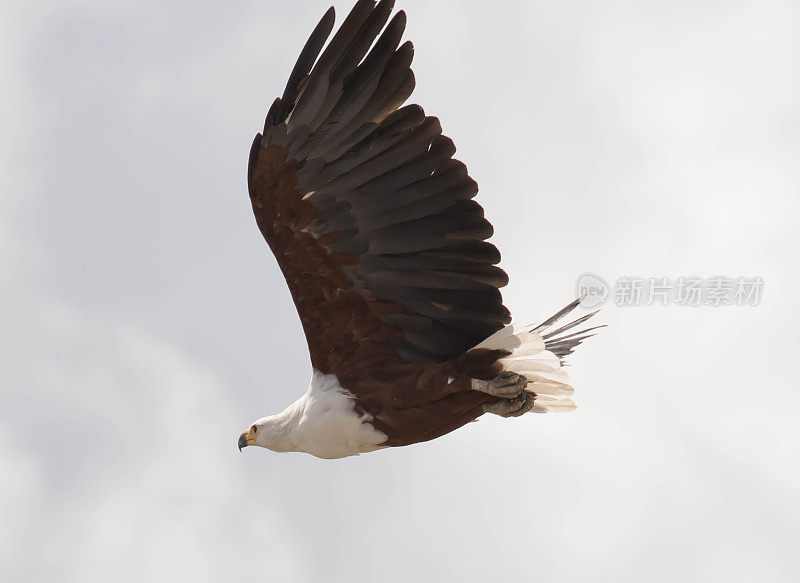 非洲Fish-Eagle