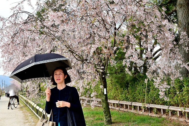 一名日本女子在京都加茂河畔欣赏樱花