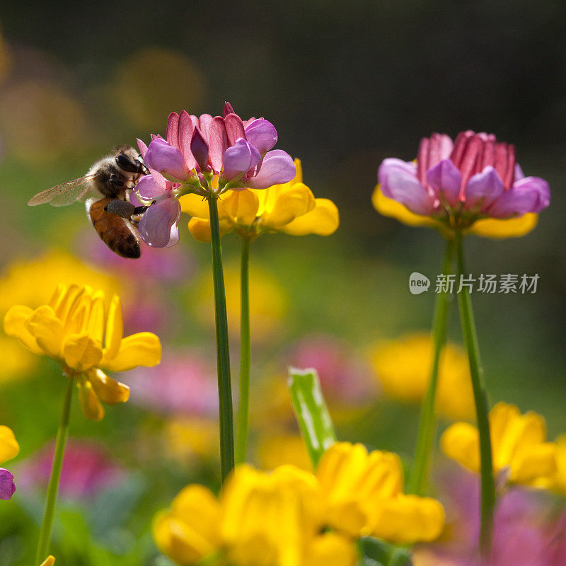 春天里，蜜蜂在粉红色的野花上